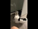 ホモと見る絡んできた子猫をワンパンで分からせる猫