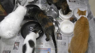 今週のおやつ（本隊）【蒼民家の猫々】