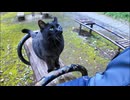 ハチワレ猫を撫でようとすると割り込んでくる白猫ちゃん