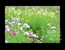 【素材BGM】　暖かく華やかな「花々の香りにつつまれて」 【フル×２】