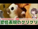 【 #フクロモモンガ 】愛情表現のグリグリしに来たの！【 #おはモモンガ 】