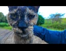 公園の遊歩道で出会ったサビ猫ちゃん、椅子に座るとテーブルの上に乗ってきた