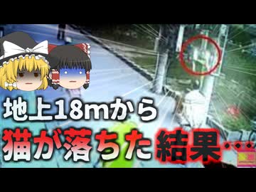 【2020年】突然空から降ってきた猫で首を損傷した通行人 寝たきり状態になる なぜ上空から猫が落ちてきた？【ゆっくり解説】