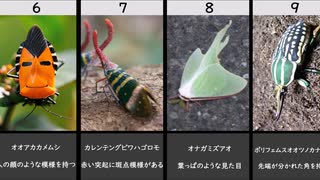 奇妙な形をした虫たち　1～20