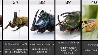 奇妙な形をした虫たち　21～40