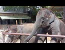 ANIMAL WONDER REZOURT 市原ぞうの国