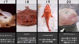 奇妙な形をした魚たち　1～20