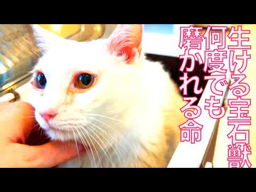 生ける宝石珍獣、その宝石は砕けない