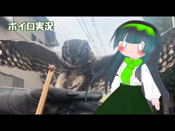 【ボイロ実況】フクロウを外で飛ばすだけ