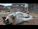 カメラを向けるとゴロンゴロン転がってみせる島の猫