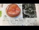#2 細胞核