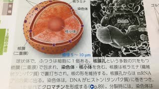 #2 細胞核