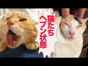 オス三毛猫とボス猫、猫マッサージでヘブン状態