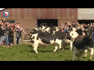 ホモと見る初めて牧草を見てはしゃぐ牛たち