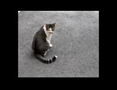 ＃ねこ　＃ぬこ　＃美人　さん　かわいい