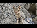 海辺をウロウロする子猫たち
