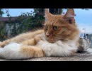 Healing cat