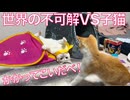激突！フェネック子猫vs踊る宝石じいちゃん珍獣