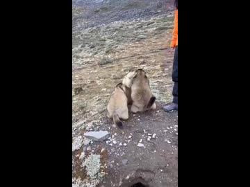 ホモと見る誰と戦っているのか分からなくなったビーバー