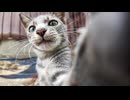 カメラに興味津々な子猫がかわい過ぎた