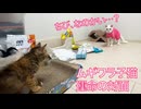 ムギワラ子猫、運命の対面のとき
