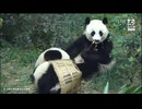 PandapiaLive_2024_10_10