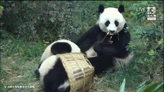 PandapiaLive_2024_10_10