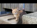 【隠れキャラ】猫島の港近くの神社に行くといつもの猫たちに加えて顔横長の茶トラ猫ちゃんも顔を出した