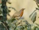 passarinho sparta remix little bird