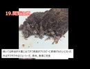 【 2ch民のヤバいご飯】ケンモメシまとめ part64_ Dirty Dishes