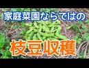 家庭菜園ならではの枝豆収穫方法