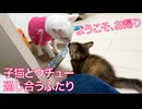 ムギワラ子猫とウチューネコ、通じ合う