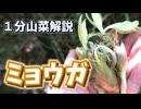 ミョウガの採り方食べ方見分け方【１分で全てを解説！】