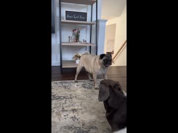 ホモと見る大山のぶ代の霊が乗り移ったパグ