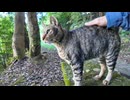 山の中のハイキングコースで出会った猫ちゃん、ベンチの所まで付いてきて隣に座ってきた