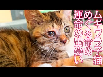 ムギワラ子猫、その成長と運命の出会い