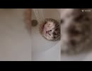 ハリネズミのお風呂タイム
