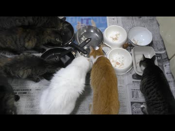 今週のおやつ（本隊）【蒼民家の猫々】