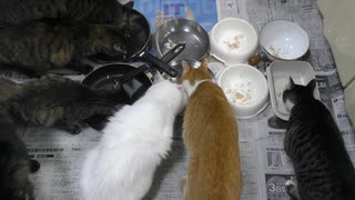 今週のおやつ（本隊）【蒼民家の猫々】