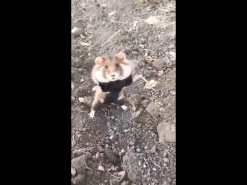 ホモと見る威嚇してくる野生のハムスター
