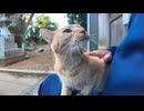 猫島の神社に行くと猫が付いてきて楽しい