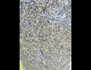 75047693950__4216768E-C080-4D65-BFFA-9F0628BA76FC