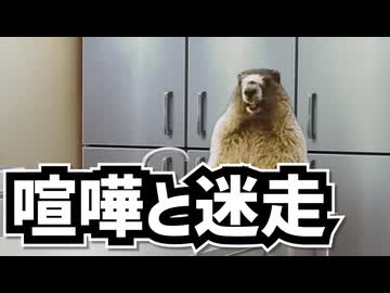 【猫ミーム】喧嘩と迷走