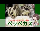 【 #フクロモモンガ 】ペッペカス！フクモモの特性とケージの臭いの話！【 #おはモモンガ 】