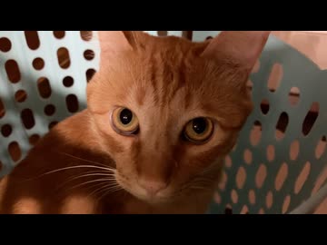 洗濯物を干したいんですけど。