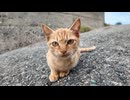 海辺をウロウロする子猫たちがカワイイ
