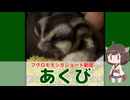 【 #フクロモモンガ 】フクモモのアクビ！夜に寂しくて鳴いてたおじいちゃんを撫でていたら！【 #おはモモンガ 】