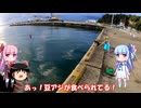 琴葉姉妹と行く釣行記録（海釣り編part42 2/7）