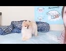 スキーヤーモコ