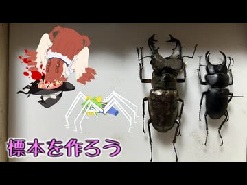 標本を作ろう(提案)